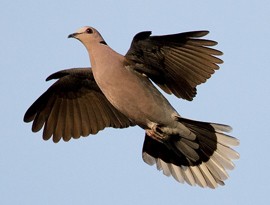 Red-eyed Dove in flight